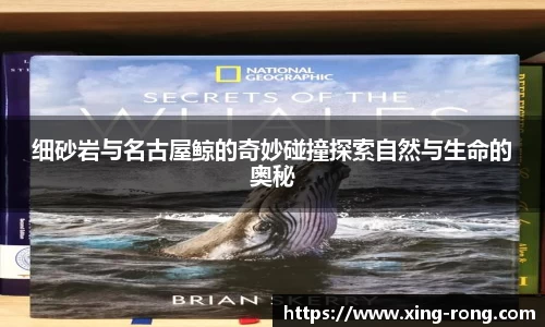 细砂岩与名古屋鲸的奇妙碰撞探索自然与生命的奥秘